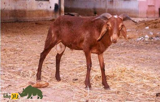 گوسفند کِنگوری