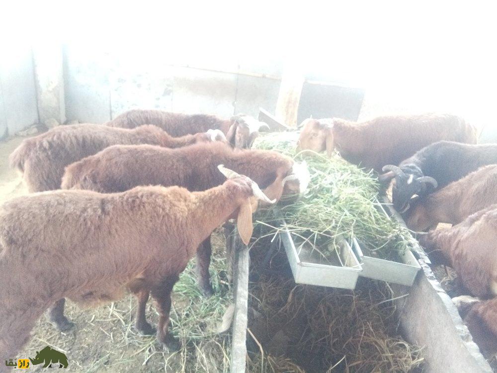 گوسفند کِنگوری