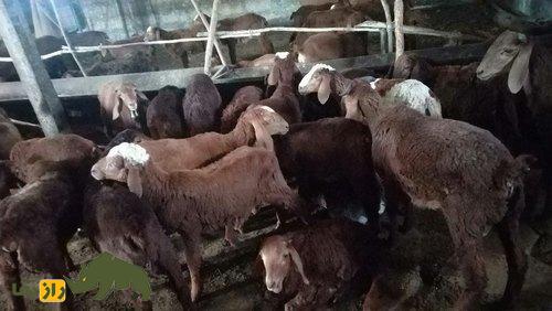 گوسفند کِنگوری