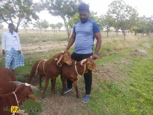 گوسفند کِنگوری