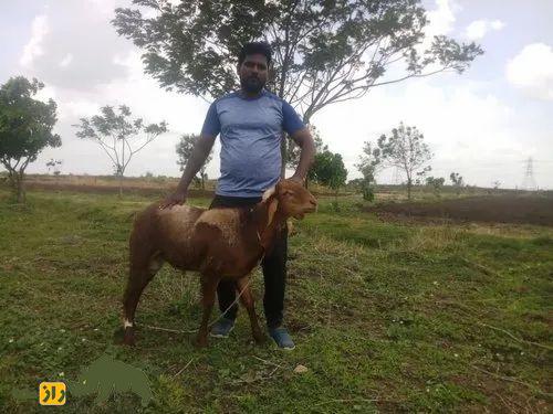 گوسفند کِنگوری