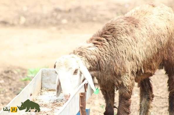 گوسفند کِنگوری