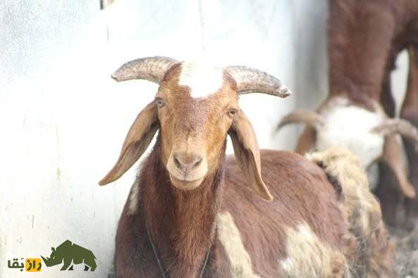 گوسفند کِنگوری