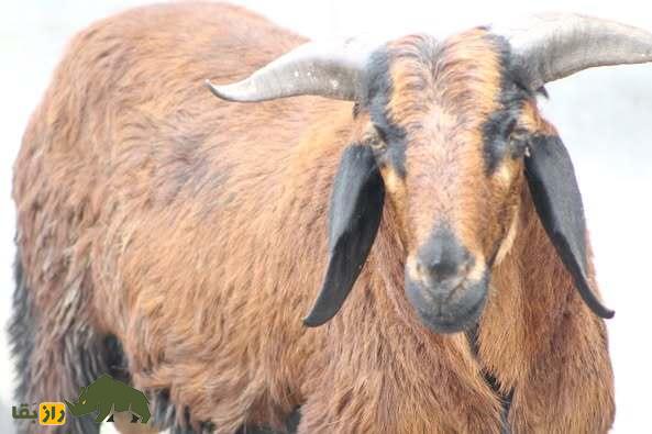 گوسفند کِنگوری