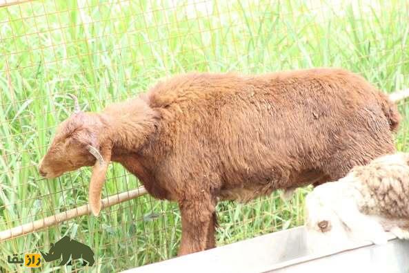 گوسفند کِنگوری