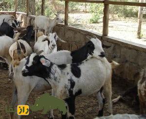 بز بنادیر؛ بز معروف اهل سومالی که استاد تحمل خشکسالی است و از پوست آن چرم باکیفیت تولید میشود بز بنادیر