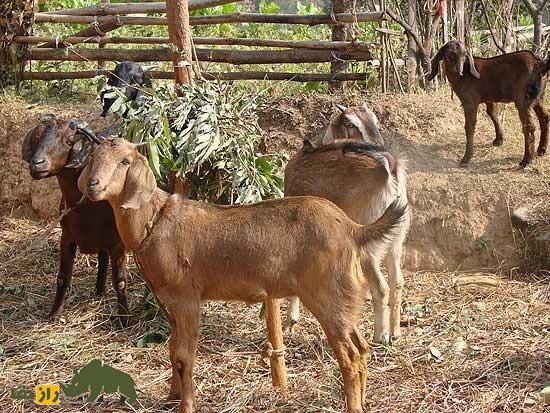 بز بنادیر؛ بز معروف اهل سومالی که استاد تحمل خشکسالی است و از پوست آن چرم باکیفیت تولید میشود بز بنادیر