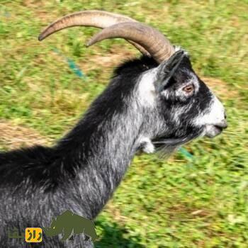 بز بنادیر؛ بز معروف اهل سومالی که استاد تحمل خشکسالی است و از پوست آن چرم باکیفیت تولید میشود بز بنادیر