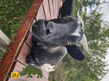 بز بنادیر؛ بز معروف اهل سومالی که استاد تحمل خشکسالی است و از پوست آن چرم باکیفیت تولید میشود بز بنادیر