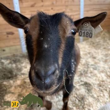 بز بنادیر؛ بز معروف اهل سومالی که استاد تحمل خشکسالی است و از پوست آن چرم باکیفیت تولید میشود بز بنادیر