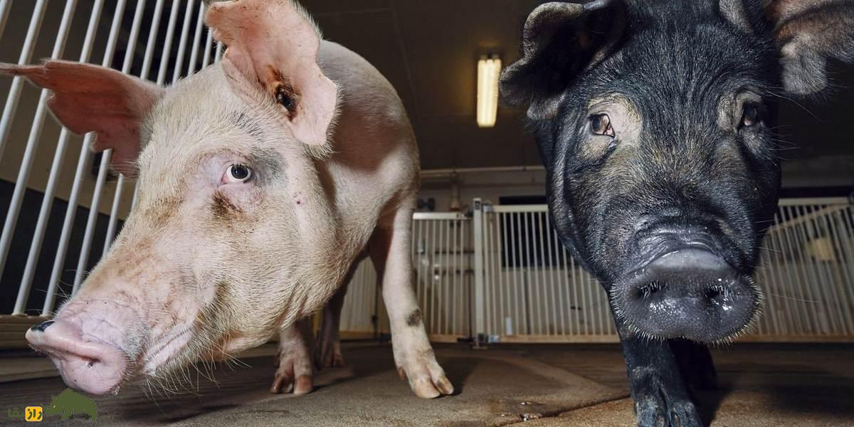 دانشمندان آلت تناسلی با چاپگر سهبعدی ساختند و روی خوک امتحان کردند! دانشمندان آلت تناسلی با چاپگر سهبعدی ساختند و روی خوک امتحان کردند!