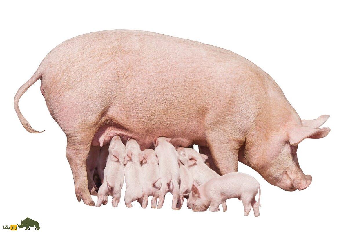 دانشمندان آلت تناسلی با چاپگر سهبعدی ساختند و روی خوک امتحان کردند! دانشمندان آلت تناسلی با چاپگر سهبعدی ساختند و روی خوک امتحان کردند!