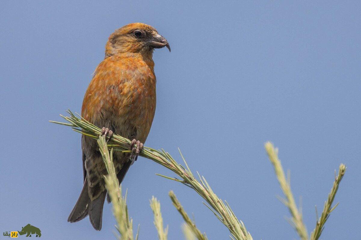 سهره نوکقیچی؛ پرندهای با نوک جادویی و آواز مسحورکننده که در دل جنگلهای شمالی گمشده است سهره نوکقیچی؛ پرندهای با نوک جادویی و آواز مسحورکننده که در دل جنگلهای شمالی گمشده است