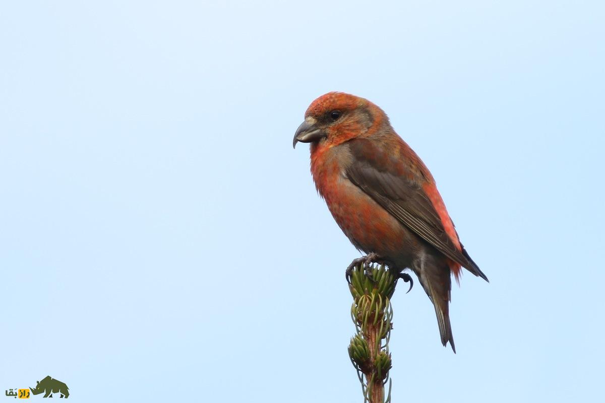 سهره نوکقیچی؛ پرندهای با نوک جادویی و آواز مسحورکننده که در دل جنگلهای شمالی گمشده است سهره نوکقیچی؛ پرندهای با نوک جادویی و آواز مسحورکننده که در دل جنگلهای شمالی گمشده است