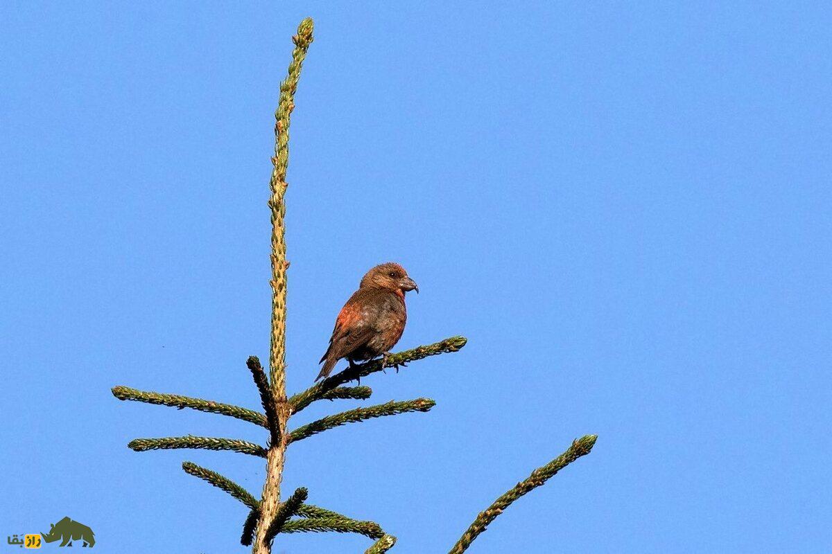 سهره نوکقیچی؛ پرندهای با نوک جادویی و آواز مسحورکننده که در دل جنگلهای شمالی گمشده است سهره نوکقیچی؛ پرندهای با نوک جادویی و آواز مسحورکننده که در دل جنگلهای شمالی گمشده است