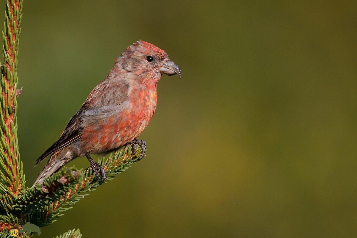 سهره نوکقیچی؛ پرندهای با نوک جادویی و آواز مسحورکننده که در دل جنگلهای شمالی گمشده است سهره نوکقیچی؛ پرندهای با نوک جادویی و آواز مسحورکننده که در دل جنگلهای شمالی گمشده است