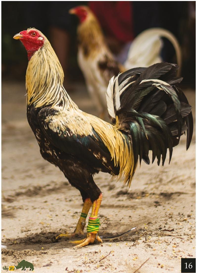 مرغ و خروس ژاگو؛ خروسی با ۹۰ سانت قد و ظاهر ترسناک که وحشیترین و قویترین خروس دنیاست مرغ و خروس ژاگو