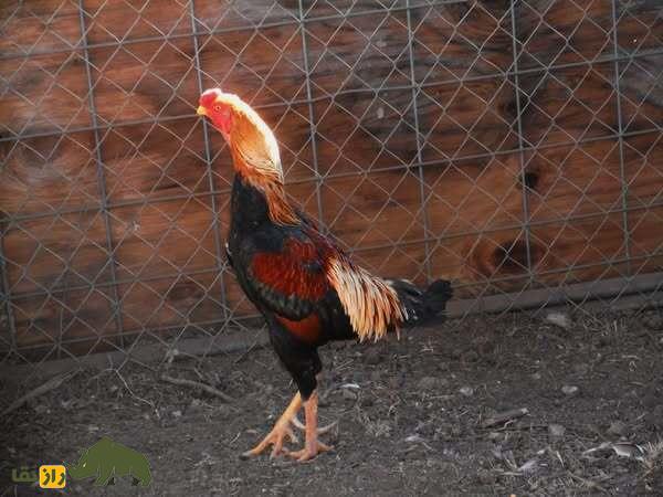 مرغ و خروس ژاگو؛ خروسی با ۹۰ سانت قد و ظاهر ترسناک که وحشیترین و قویترین خروس دنیاست مرغ و خروس ژاگو