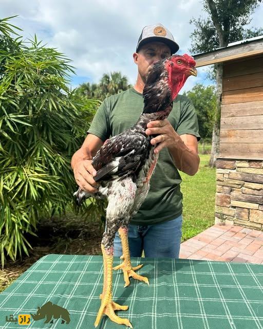 مرغ و خروس ژاگو؛ خروسی با ۹۰ سانت قد و ظاهر ترسناک که وحشیترین و قویترین خروس دنیاست مرغ و خروس ژاگو