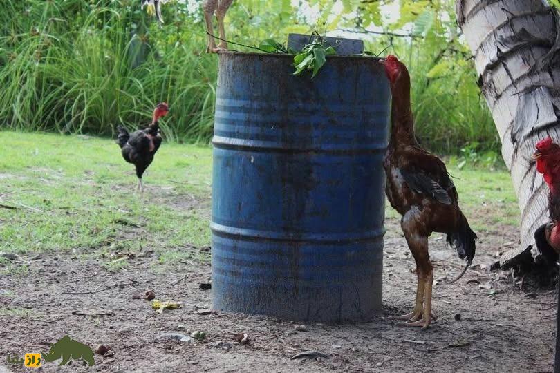 مرغ و خروس ژاگو؛ خروسی با ۹۰ سانت قد و ظاهر ترسناک که وحشیترین و قویترین خروس دنیاست مرغ و خروس ژاگو