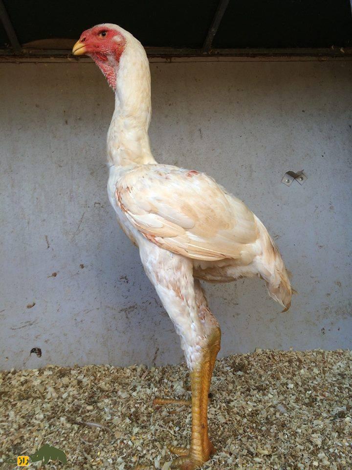 مرغ و خروس ژاگو؛ خروسی با ۹۰ سانت قد و ظاهر ترسناک که وحشیترین و قویترین خروس دنیاست مرغ و خروس ژاگو