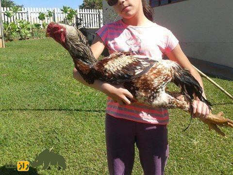 مرغ و خروس ژاگو؛ خروسی با ۹۰ سانت قد و ظاهر ترسناک که وحشیترین و قویترین خروس دنیاست مرغ و خروس ژاگو