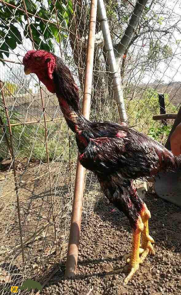 مرغ و خروس ژاگو؛ خروسی با ۹۰ سانت قد و ظاهر ترسناک که وحشیترین و قویترین خروس دنیاست مرغ و خروس ژاگو