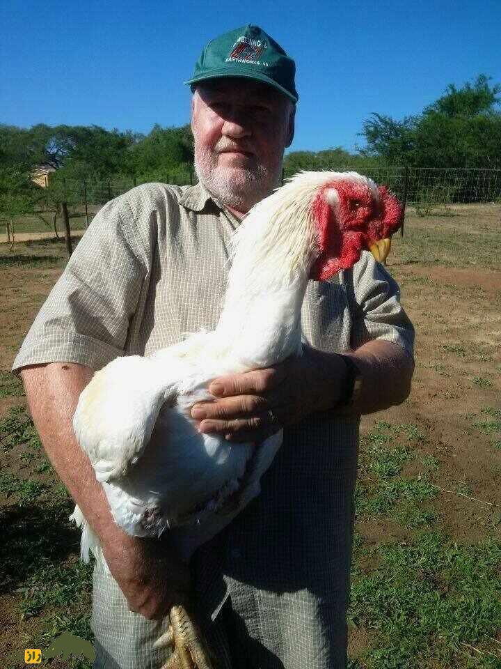 مرغ و خروس ژاگو؛ خروسی با ۹۰ سانت قد و ظاهر ترسناک که وحشیترین و قویترین خروس دنیاست مرغ و خروس ژاگو