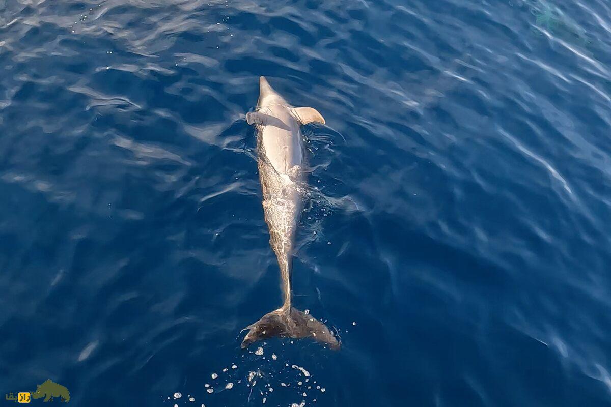 حقایق جالب در مورد خواب که نمیدانستید! حقایق جالب در مورد خواب که نمیدانستید!