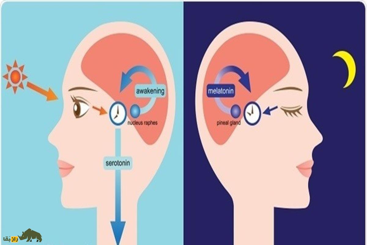 حقایق جالب در مورد خواب که نمیدانستید! حقایق جالب در مورد خواب که نمیدانستید!
