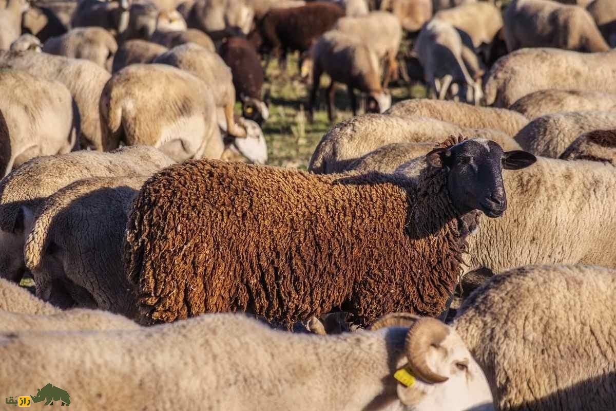 گوسفند بِلاری؛ گوسفند هندی معروف که همه ویژگیهای یک گوسفند عالی را دارد گوسفند بِلاری