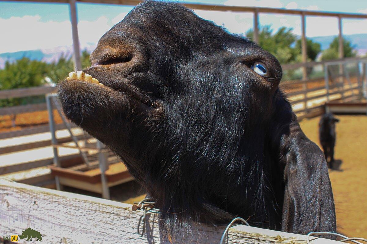 بز دمشقی؛ فیلمی از ترسناکترین بز جهان که شبیه شیطان است و مردم از خوردن گوشت آن میترسند بز دمشقی