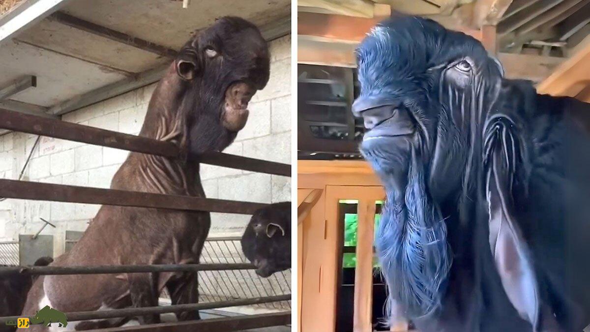 بز دمشقی؛ فیلمی از ترسناکترین بز جهان که شبیه شیطان است و مردم از خوردن گوشت آن میترسند بز دمشقی