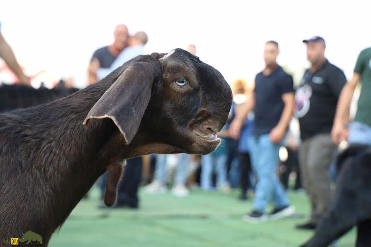 بز دمشقی؛ فیلمی از ترسناکترین بز جهان که شبیه شیطان است و مردم از خوردن گوشت آن میترسند بز دمشقی