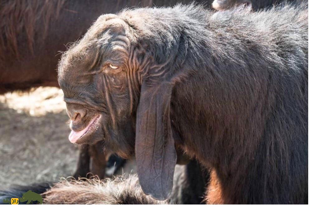 بز دمشقی؛ فیلمی از ترسناکترین بز جهان که شبیه شیطان است و مردم از خوردن گوشت آن میترسند بز دمشقی