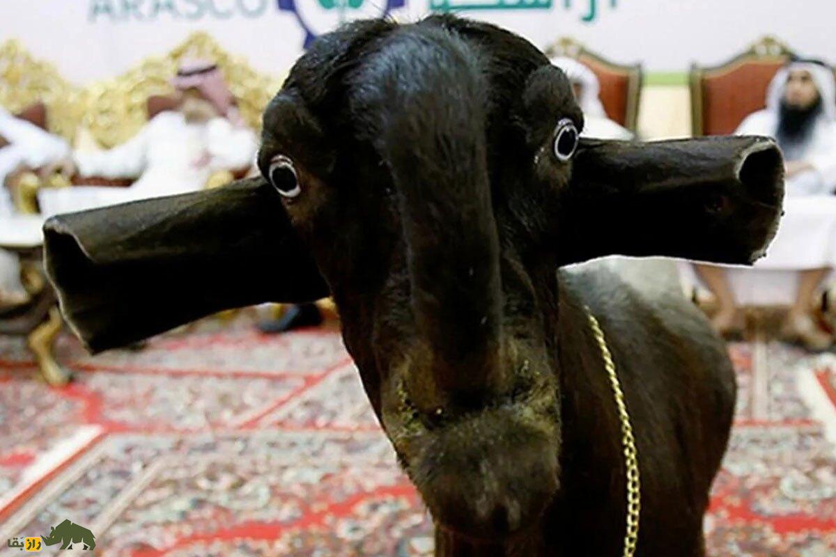 بز دمشقی؛ فیلمی از ترسناکترین بز جهان که شبیه شیطان است و مردم از خوردن گوشت آن میترسند بز دمشقی؛ فیلمی از ترسناکترین بز جهان که شبیه شیطان است و مردم از خوردن گوشت آن میترسند