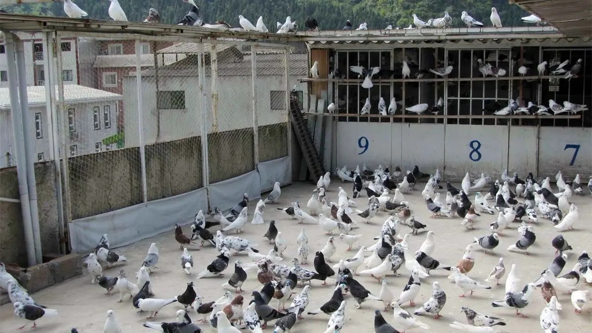 علی احمدی؛ کبوترباز معروف به «علی طوطی» که علاقه خاصی به کبوتر سوسکی و قلمکار دارد