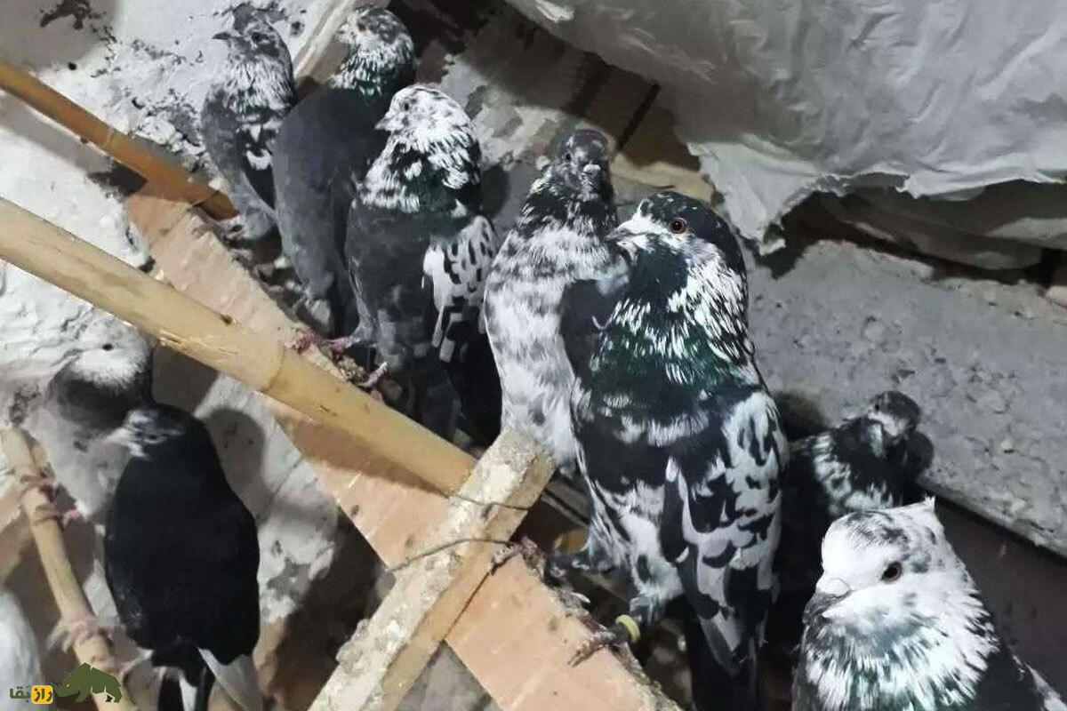 چندین کبوتر سوسکی