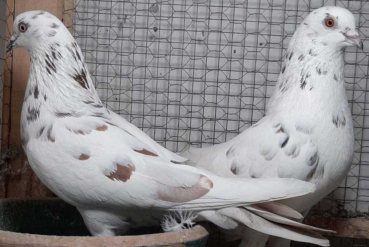 دو کبوتر قلمکار در درون یک قفس
