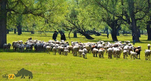 گوسفند پونچی؛ گوسفند معروف هندی که عشایر گوجری هند عاشق آن هستند