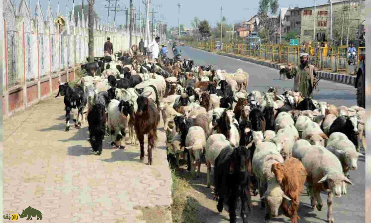 گوسفند پونچی