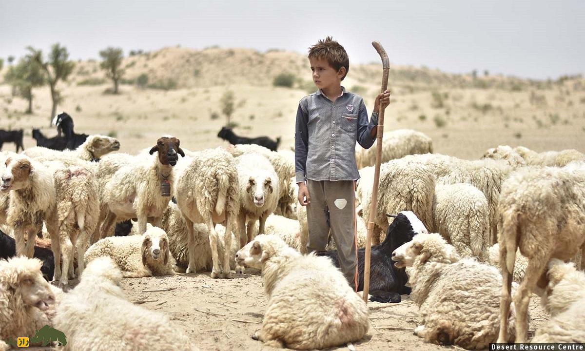 گوسفند پونچی؛ گوسفند معروف هندی که عشایر گوجری هند عاشق آن هستند