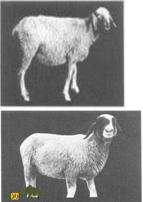 گوسفند پونچی؛ گوسفند معروف هندی که عشایر گوجری هند عاشق آن هستند