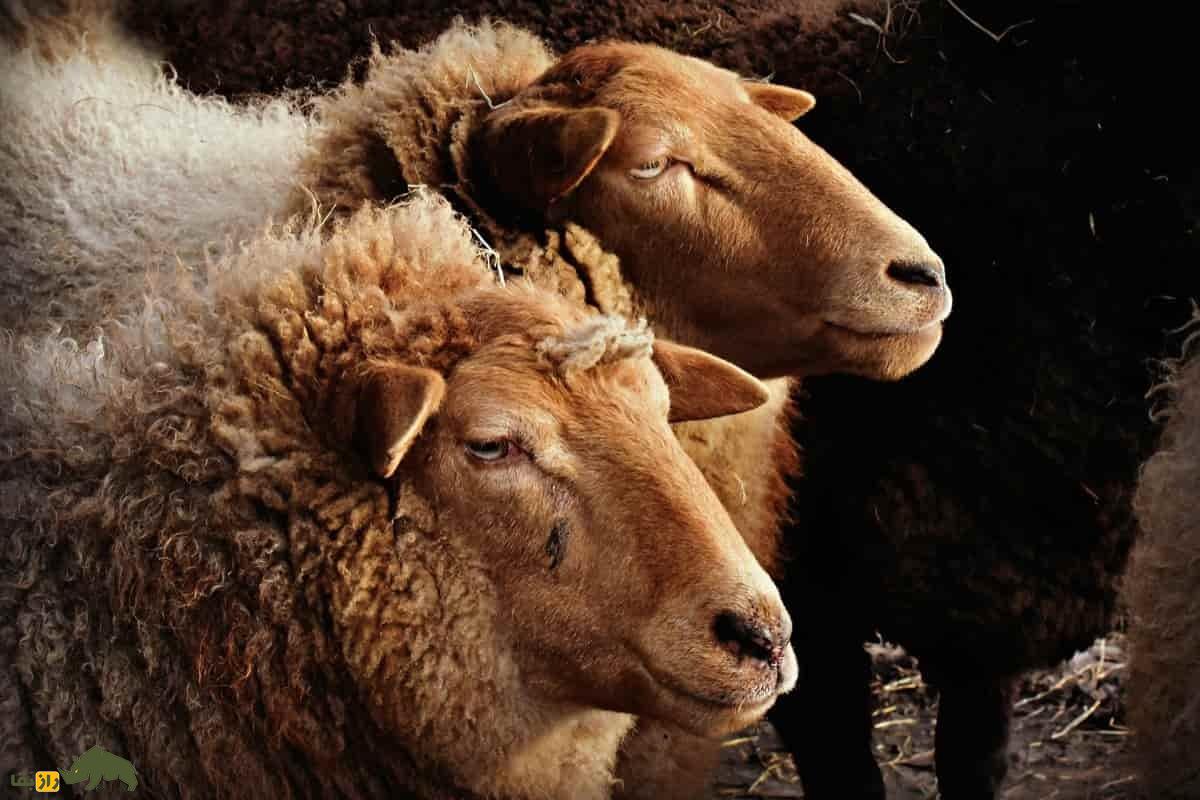 گوسفند پونچی؛ گوسفند معروف هندی که عشایر گوجری هند عاشق آن هستند