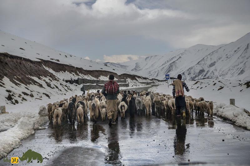 گوسفند پونچی؛ گوسفند معروف هندی که عشایر گوجری هند عاشق آن هستند