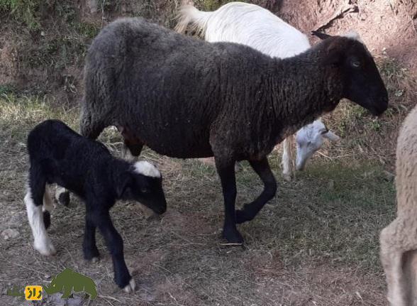 گوسفند پونچی؛ گوسفند معروف هندی که عشایر گوجری هند عاشق آن هستند