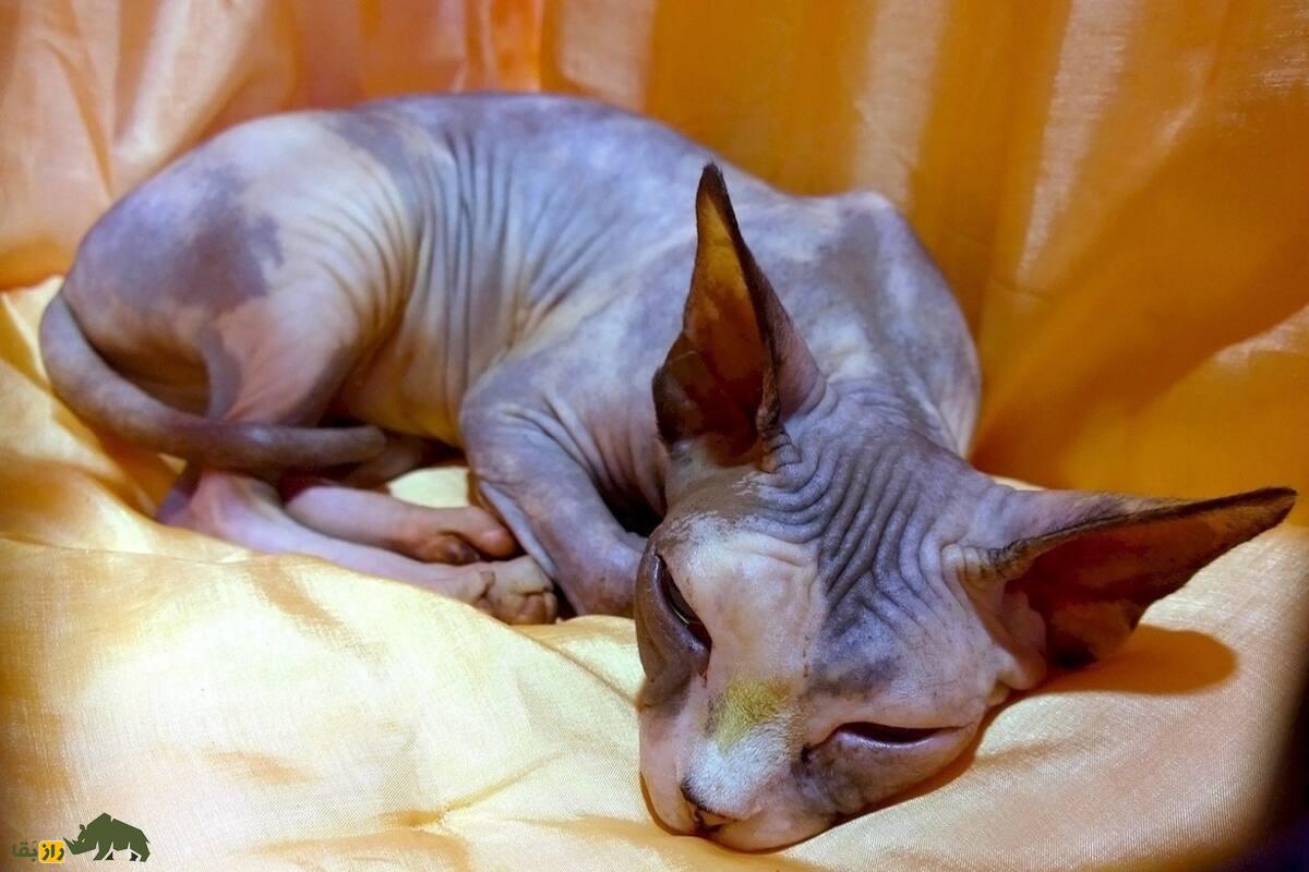 بهترین گربه‌های خانگی: کدام یک برای شما مناسب‌تر است؟