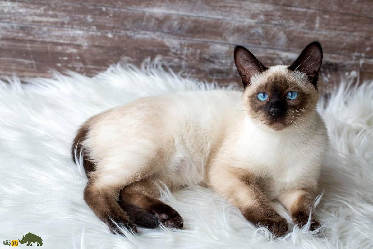 بهترین گربه‌های خانگی: کدام یک برای شما مناسب‌تر است؟