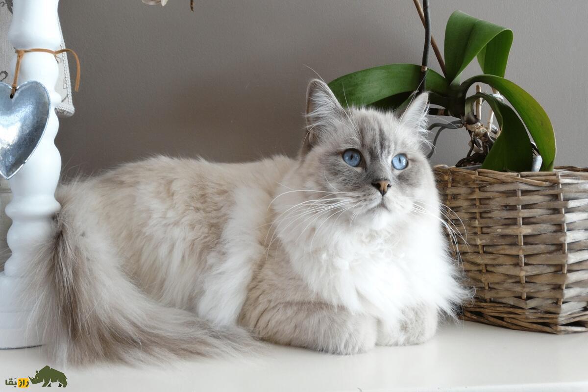 بهترین گربه‌های خانگی: کدام یک برای شما مناسب‌تر است؟