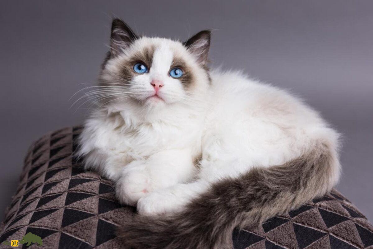 بهترین گربه‌های خانگی: کدام یک برای شما مناسب‌تر است؟